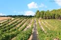 Bodega Matarromera, viñedos (foto propiedad de Eco-Viajes)