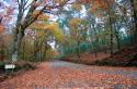 Couso (Moraña) - Bosque en otoño (foto propiedad de Eco-Viajes)