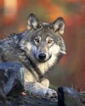 Lobo, <i>canis lupus</i> (foto wikipedia)